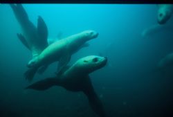 Sea Lions at Race Rocks
Sea and Sea housing with N90 &20... by Lois Haesler 